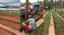 Imagens da Notícia Entrega de 40 mil estacas de café clonal fortalece agricultura em Taquaruçu do Norte